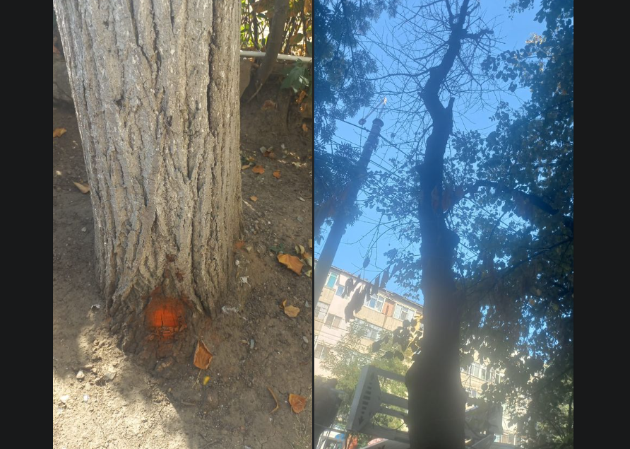 Atenție, ieșeni! Miercuri vor avea loc activități de îndepărtare a unui arbore uscat de pe strada Codrescu