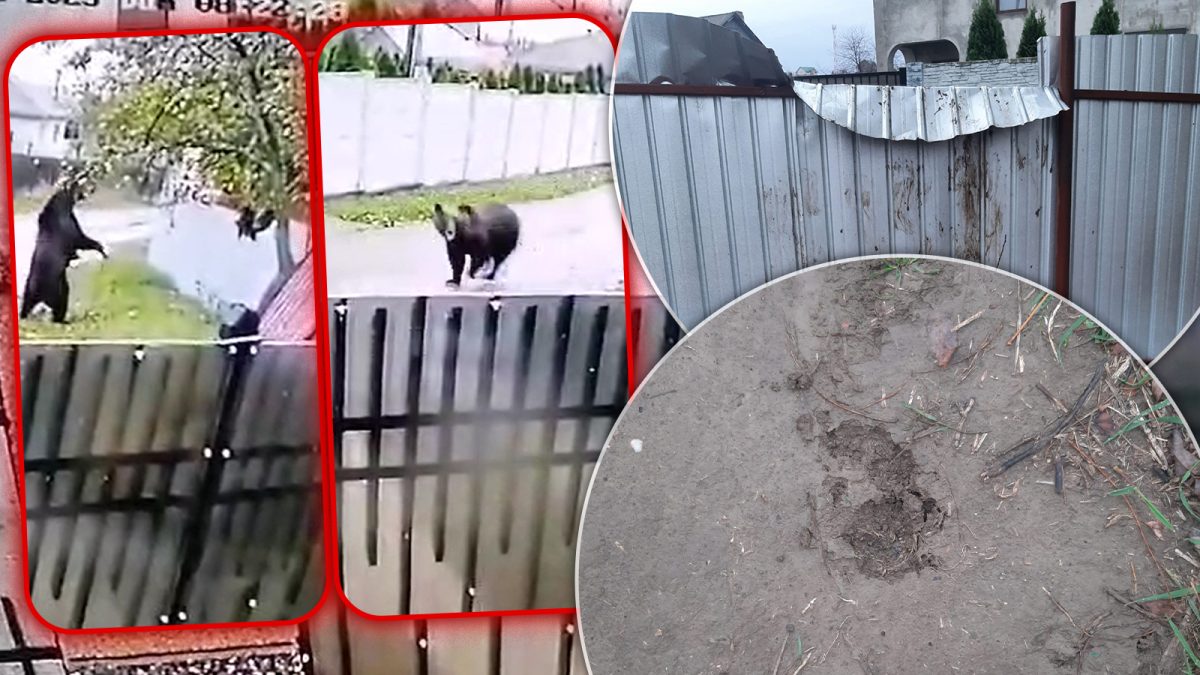 Ursoaica și cei doi pui au dispărut! Nu au mai fost văzuți de câteva zile. Primar: „E rătăcită pe undeva” – FOTO/VIDEO