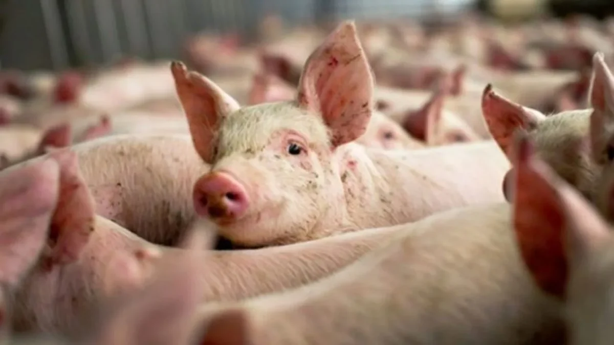 Focar de pestă porcină africană în Satu Mare. Care sunt măsurile impuse de autorități