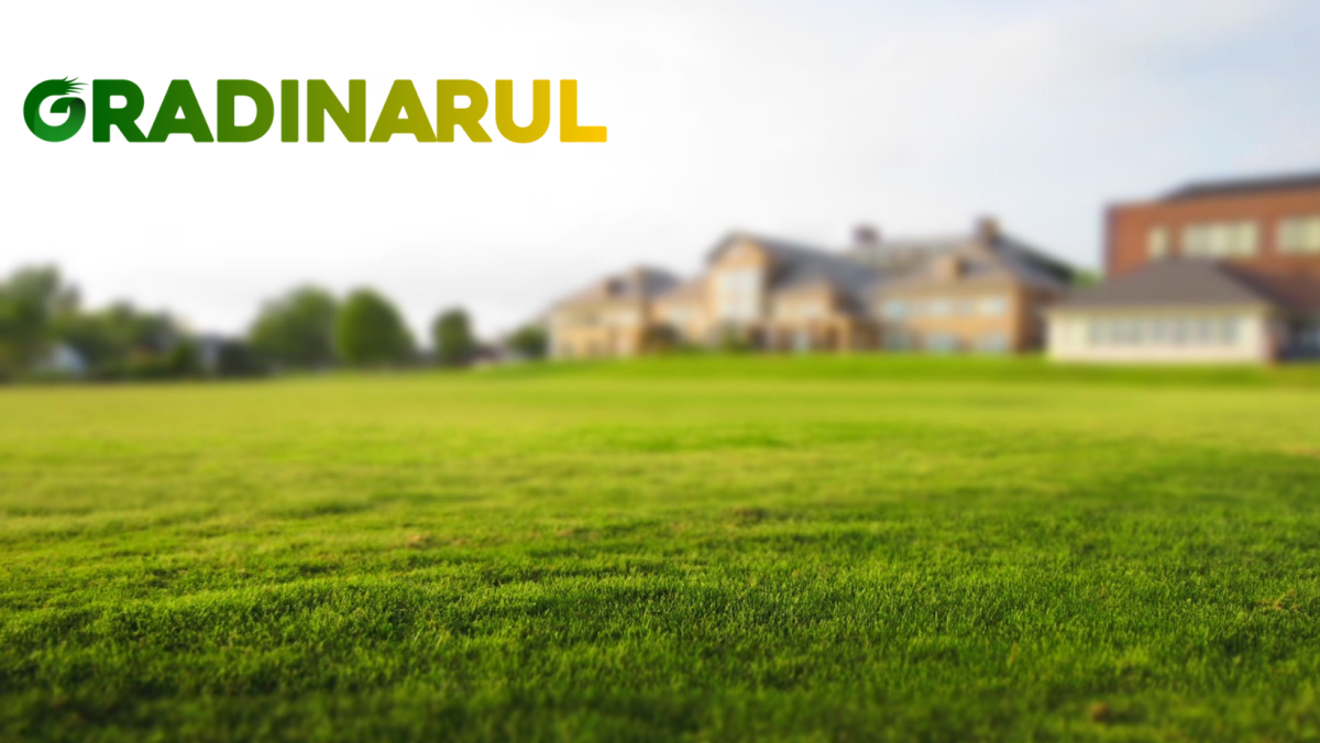 Ingrășământ foliar profesional: de ce să alegi un foliar premium pentru gazonul tau?