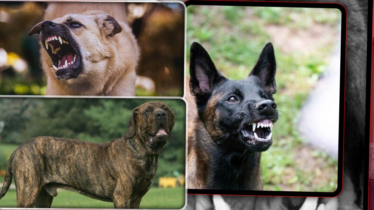 Un centru de îngrijire și asistență pentru animale va fi înființat în zona metropolitană! Prima etapă a proiectului costă peste 120 de mii de lei
