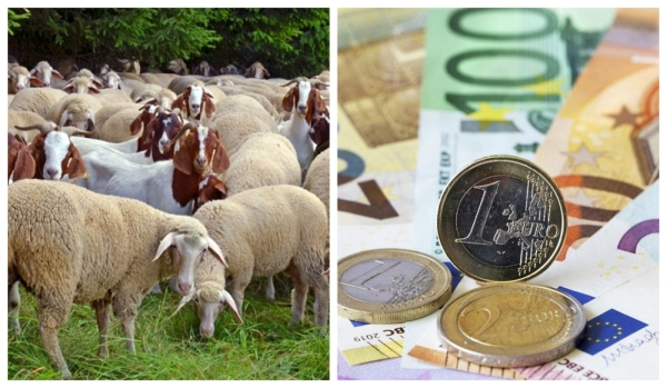 Câți bani poți primi dacă ai aceste animale în curte. Puțini români știu de ajutorul financiar
