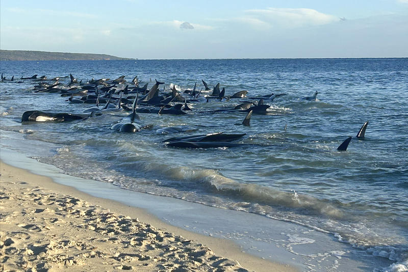 Alertă pe litoral! Măsurile luate de autorități după ce peste 140 de balene au eșuat – VIDEO