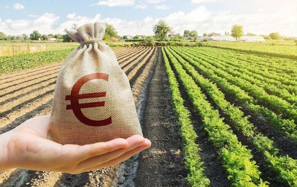 Cum să faci bani ușor în România: Cultivarea acestei plante îți poate aduce un profit uriaș