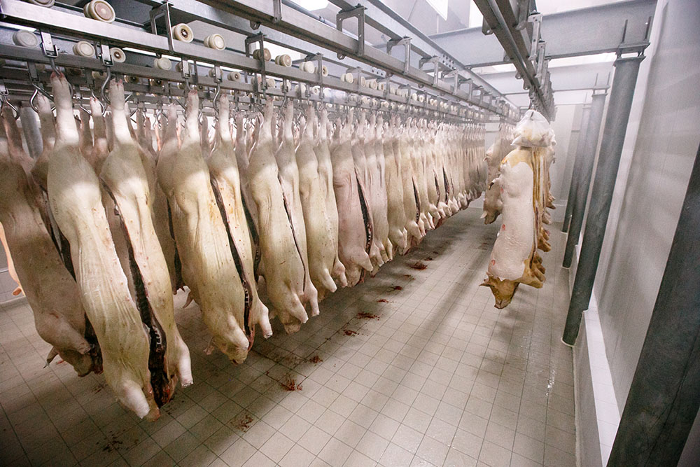 De ce musulmanii şi evreii nu consumă carne de porc: Ce scrie în Coran şi în Legile Kashrut