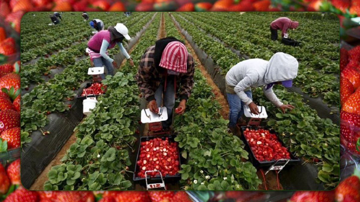 Finlanda angajează 100 de muncitori necalificați în agricultură. Ce salarii pot câștiga ieșenii?