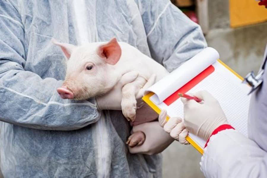 Alertă în România! Noi focare de pestă porcină confirmate! Iată zonele unde mii de animale vor fi sacrificate