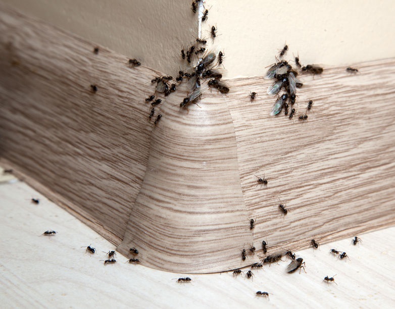 Cea mai bună soluție pentru furnici. Cum putem combate insectele