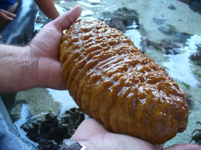 Castravete de mare. Ce gust are și cum trebuie gătit acest animal marin