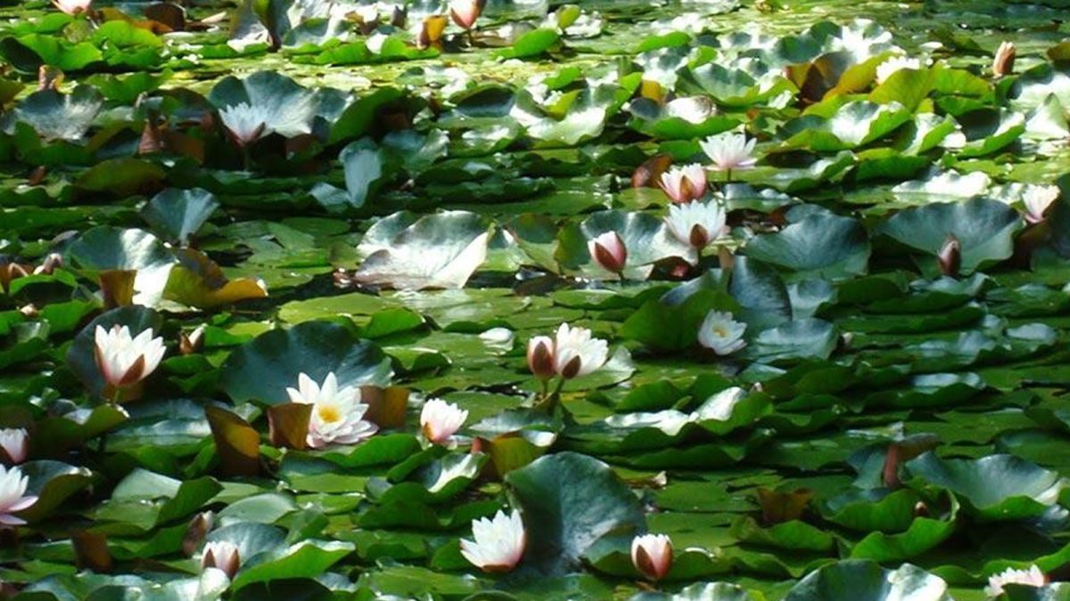 A început numărătoarea inversă! În următoarele săptămâni, ieșenii vor putea admira sute de nuferi albi și roz – FOTO