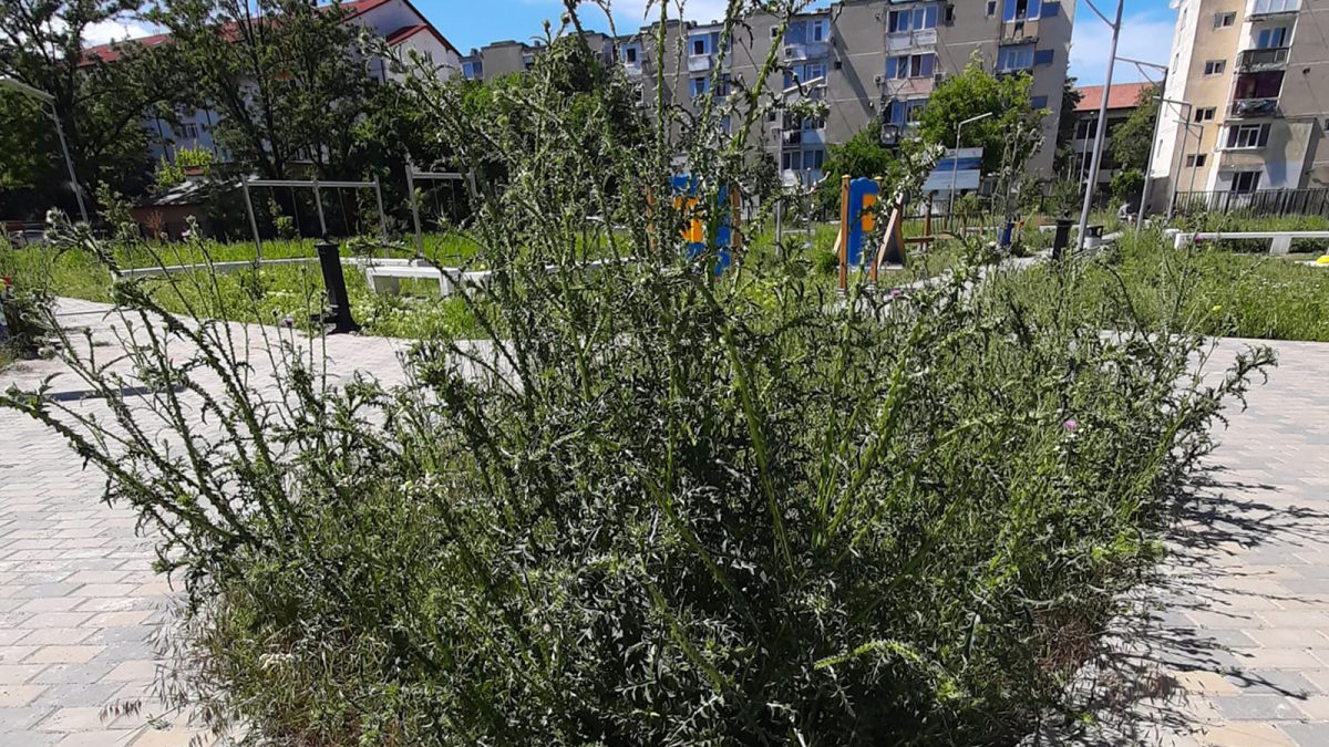 Un parc din Nicolina a fost înghițit de „monștrii verzi”. Părinții își pierd copiii printre buruienile înalte de doi metri – FOTO