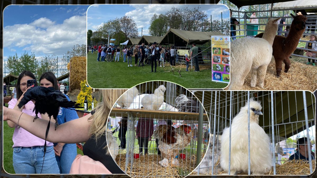 Iubitorii de animale sunt așteptați la cea de-a patra ediție a evenimentului „Animal Fest”, organizat de USV Iași – FOTO