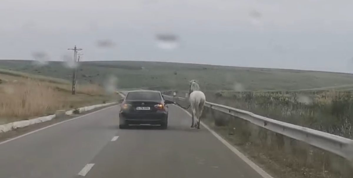 Așa ceva rar ți-e dat să vezi! Un cal a fost priponit de un BMW care este condus pe străzile din Iași. Animalul este obligat să țină pasul – VIDEO