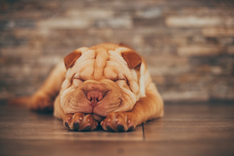 Câinele Shar Pei, una dintre cele mai populare rase pe care tot mai mulți români o cumpără