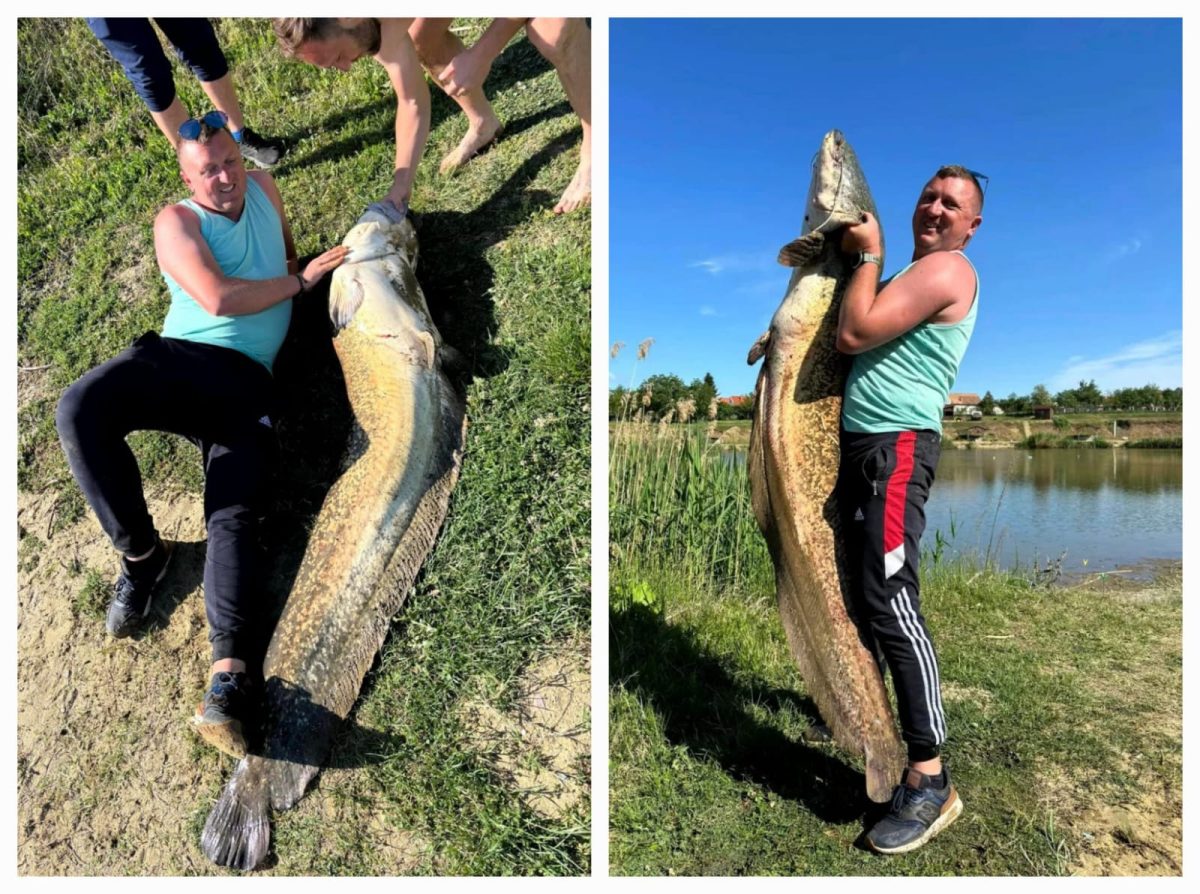 Un pescar a prins un „monstru” la Sântana. Peștele uriaș avea peste 2 metri și 50 de kilograme – FOTO