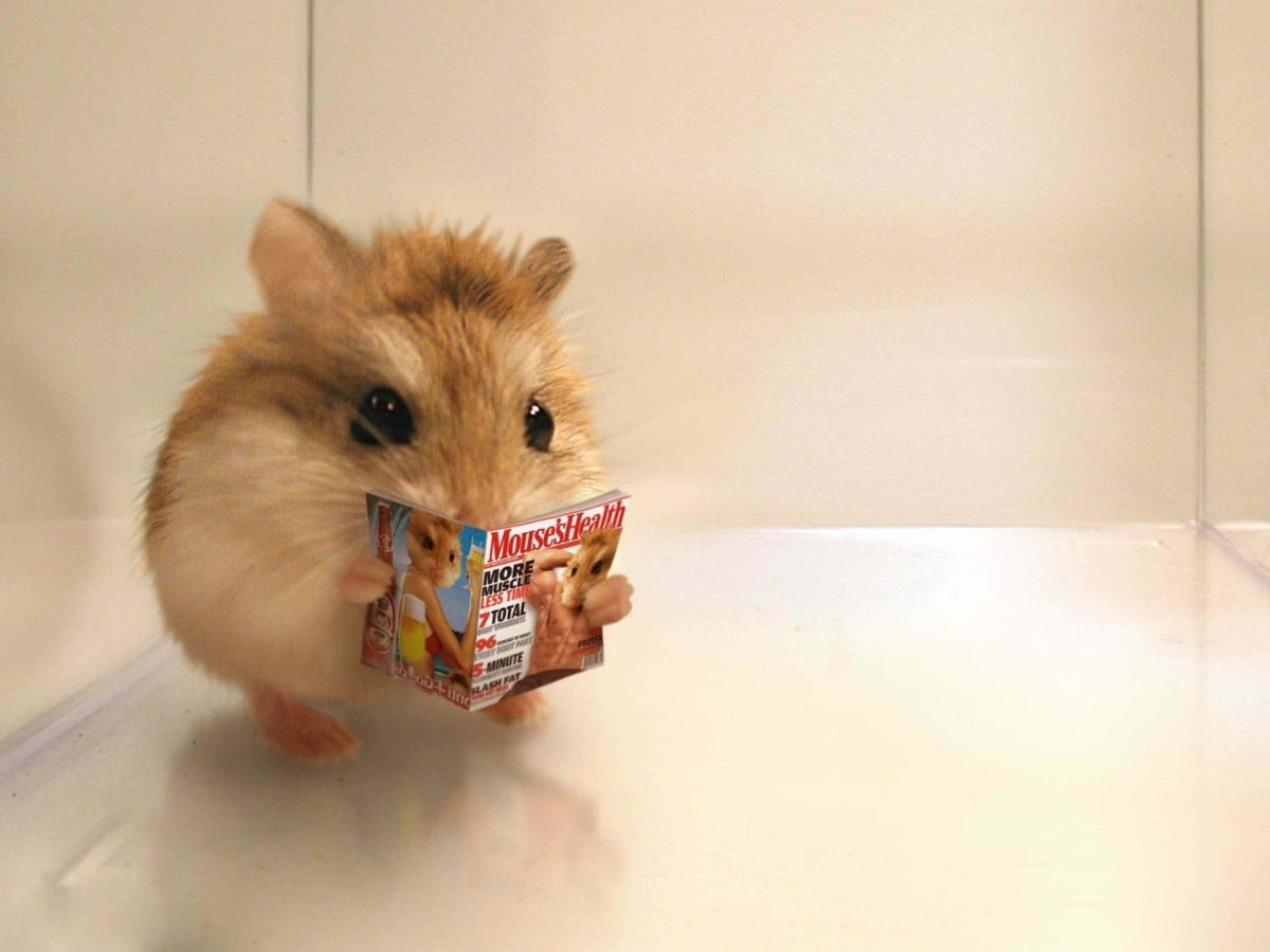 Cât trăiește un hamster? Care este durata de viață a acestui rozător drăgălaș?