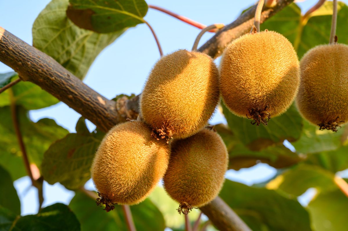 Ce boli vindecă kiwi. Consumul acestui fruct are beneficii imense pentru sănătate