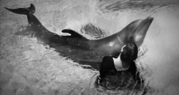 Experiment ciudat marca NASA: Femeia care a avut relații sexuale cu un delfin. Cum au decurs cercetările