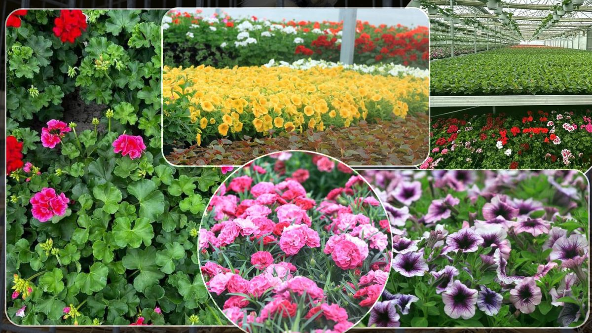 În următoarele zile, vor fi plantate 220 de mii de flori în municipiul Iași. Acestea au fost crescute în sere timp de șase săptămâni – FOTO