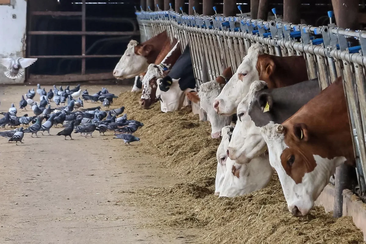 A fost confirmat primul caz de gripă aviară transmisă de la o vacă la un om. Care sunt riscurile de răspândire a virusului