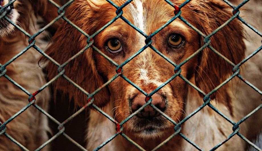 Incendiu la un adăpost de animale din Hoisești. Pompierii ieșeni intervin