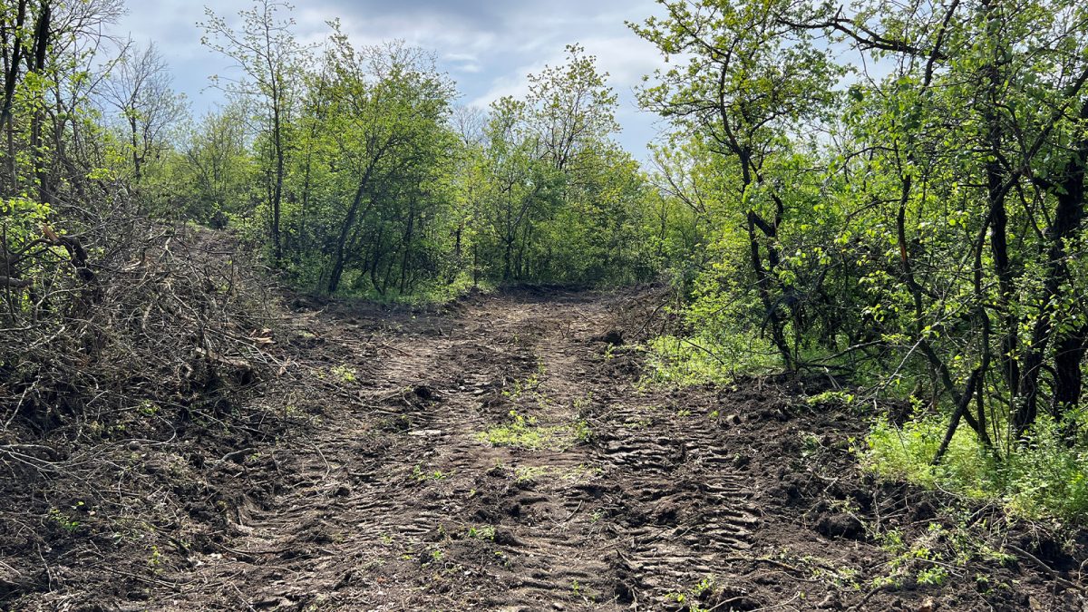 Garda de Mediu Iași a amendat proprietarul pădurii Căprița pentru tăierile ilegale de stejari. Acesta riscă și 5 ani de închisoare pentru distrugerea fondului forestier – FOTO