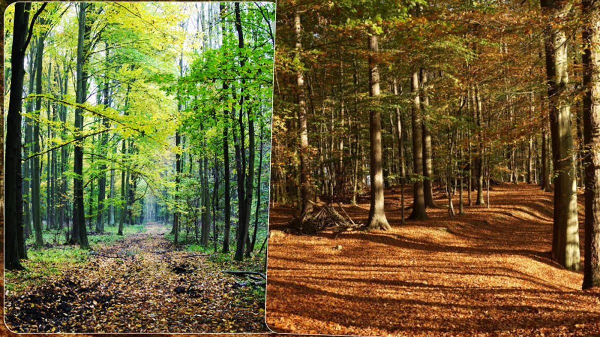 Se deschide măsura pentru împăduriri. Ieșenii pot depune cererile de plată la APIA