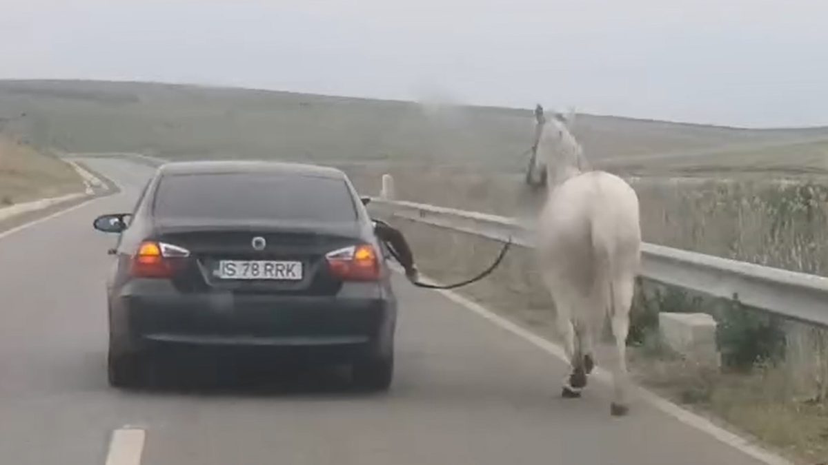 Poliția face cercetări după ce mai mulți indivizi au târât un cal după un BMW! Făptașii s-ar putea alege cu dosar penal – FOTO/VIDEO