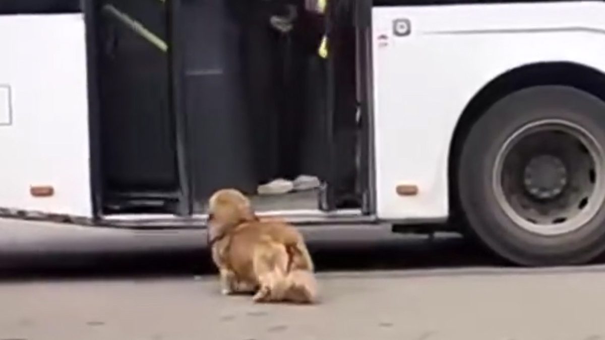 Polițiștii din Iași au intrat pe fir în cazul blondei care și-a bătut cățelul cu poșeta într-o stație de autobuz – FOTO/VIDEO