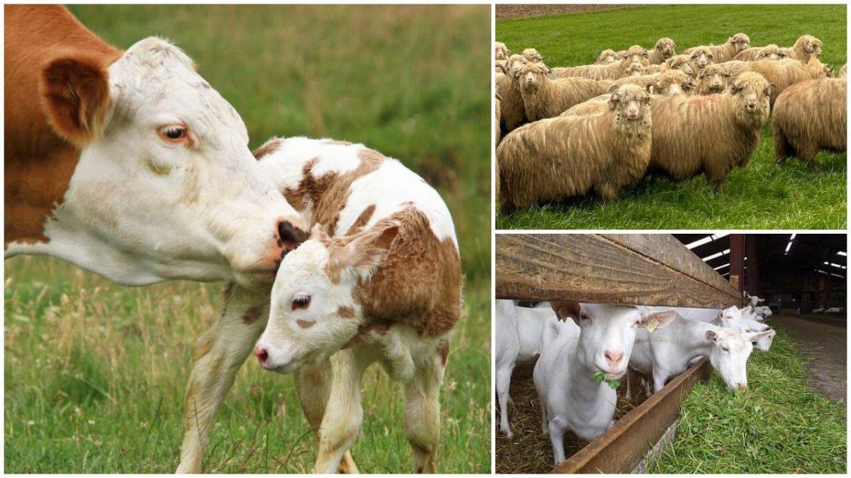 Se vor reduce ajutoarele pentru crescătorii de animale. Care este motivul invocat