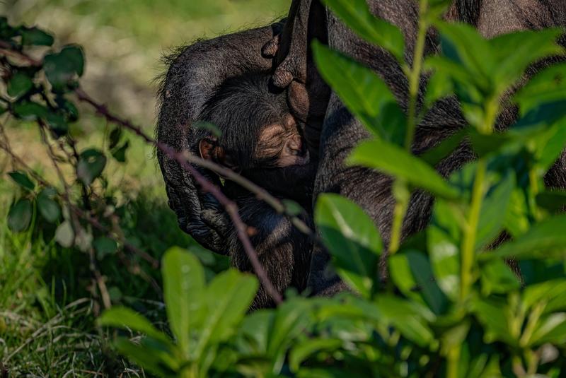 Imagini sfâșietoare de la grădina zoologică! O mamă cimpanzeu își jelește de luni de zile puiul – VIDEO