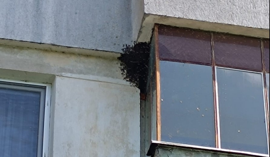 Un roi de albine, aflat într-un bloc, creează probleme ieșenilor! Pompierii intervin la fața locului – VIDEO