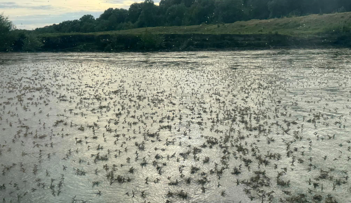 Spectacol al naturii inedit în Delta Dunării! Au apărut mii de rusalii – VIDEO
