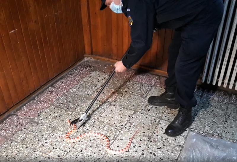 Șarpe agresiv găsit în scara unui bloc! Oamenii au sunat la numărul unic de urgență 112 – VIDEO