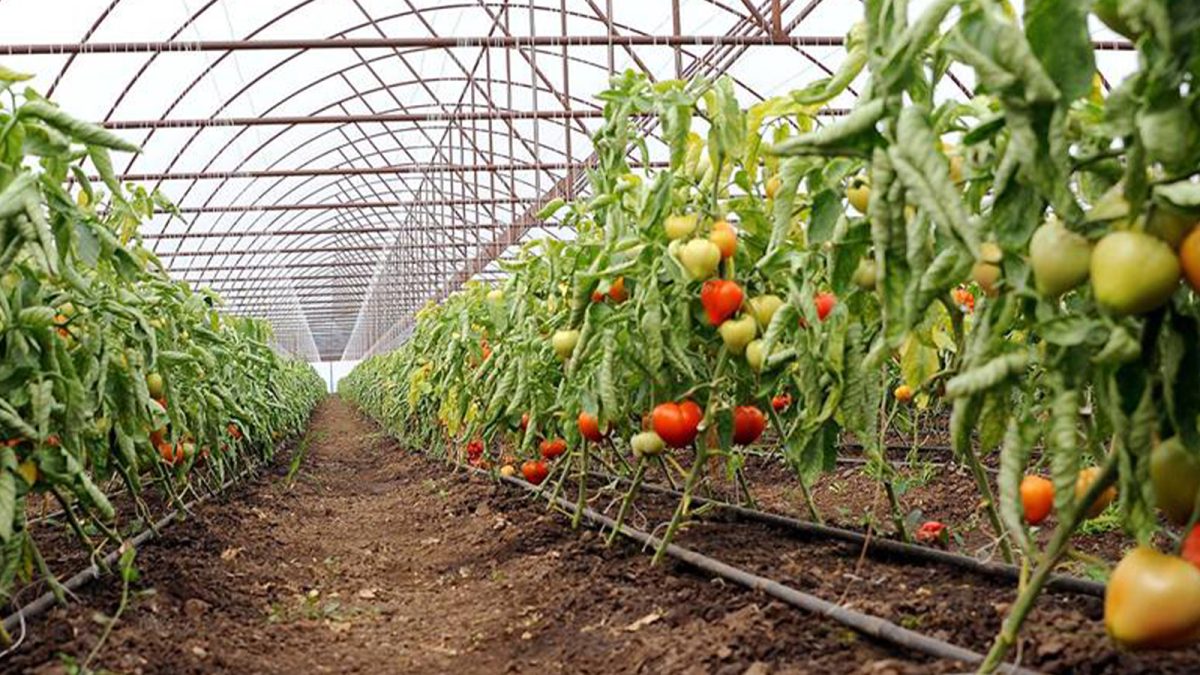 Fermierii din Iași care vor ajutorul de 1.500 de euro sunt verificați de APIA și Direcția Agricolă – FOTO