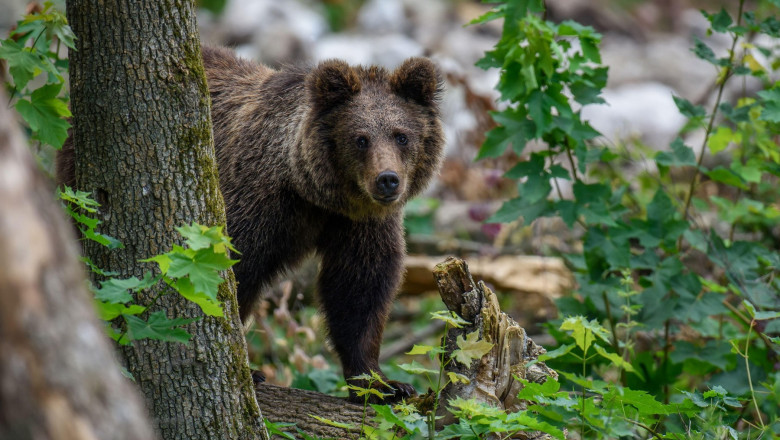 Un copil a fost atacat de un urs când a vrut să îi dea de mâncare animalului în județul Argeș