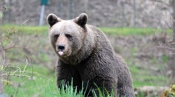 Panică în Pitești! Un urs a fost observat pe străzile din oraș