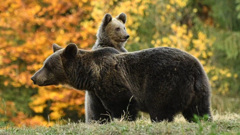 Cei trei urși din Miercurea Ciuc au fost împușcați de autorități. Animalele au intrat de mai multe ori în municipiu