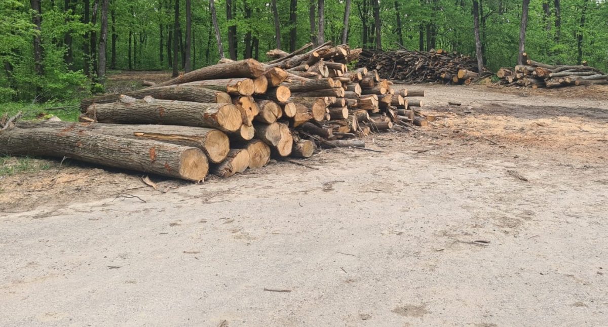 Direcția Silvică Iași taie sute de copaci marcați din păduri. Valoarea contractului este de câteva sute de mii de lei