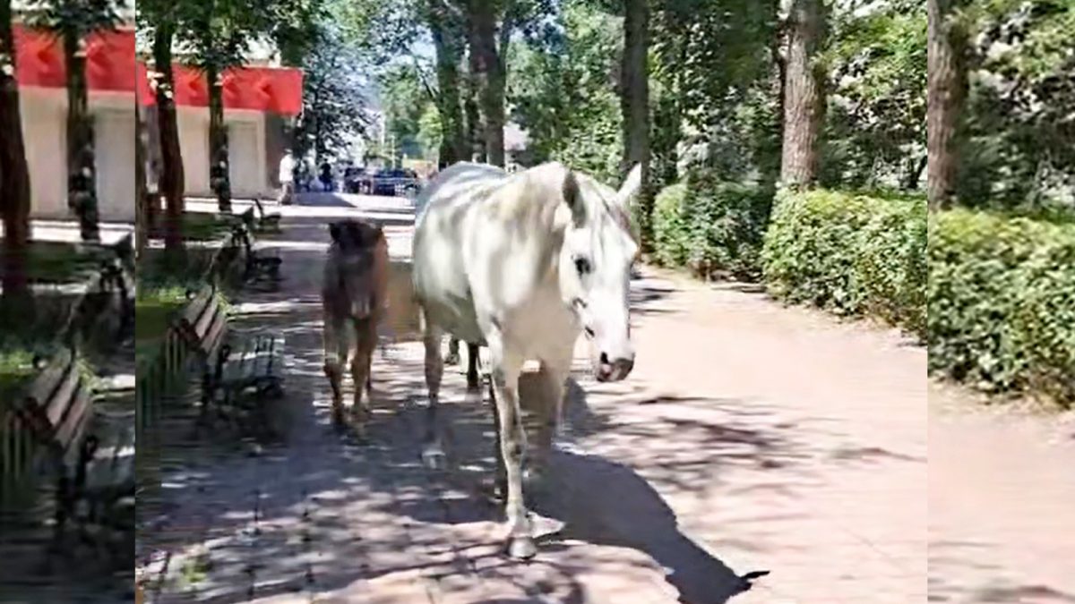 Localnicii din cartierul Alexandru cel Bun au avut un șoc atunci când au ieșit la plimbare în parc. Au scos imediat telefoanele să filmeze: „Așa arată un oraș european”