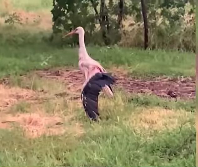 Grindina a făcut victime! O barză a fost rănită de gheață