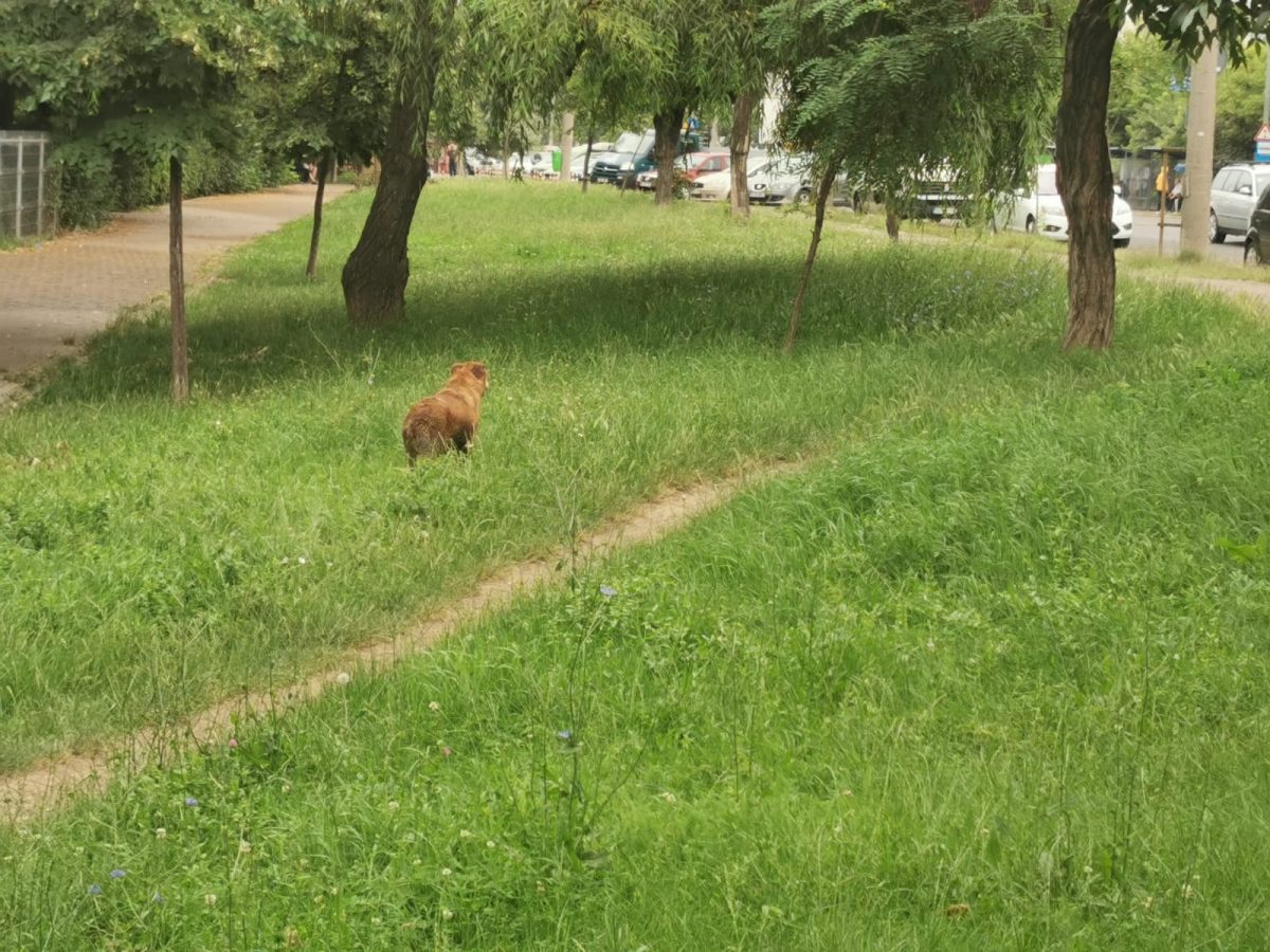 Un câine a căzut într-un canal. Pompierii ieșeni au intervenit pentru a-l salva – FOTO