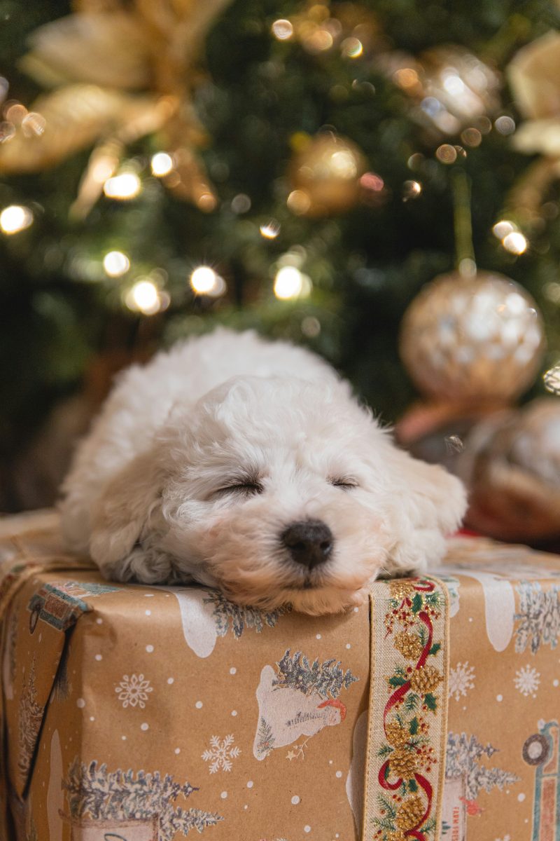Cât trăiește un Bichon? Această rasă de câini are o speranță de viață de aproape 20 de ani!