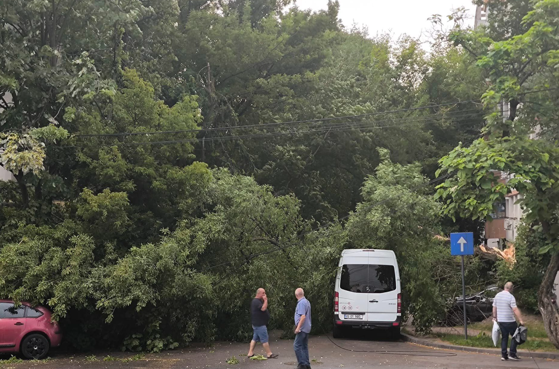 Incident la Iași! Un copac a căzut peste două autoturisme în Copou