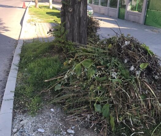 Deșeurile vegetale – Ce sunt? Ce facem cu ele?