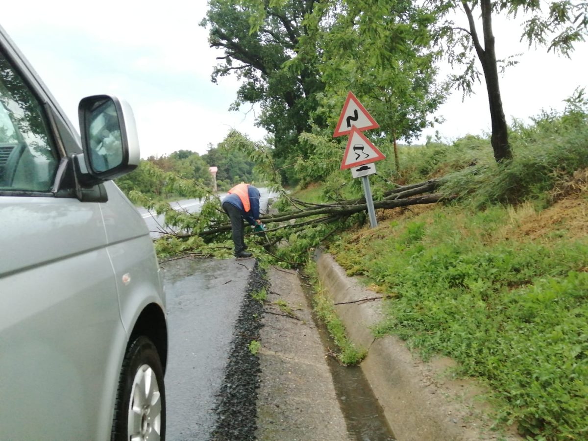 DRDP Iași intervine pentru îndepărtarea copacilor doborâți de vântul puternic pe DN 28, limită cu jud. Neamț – Strunga