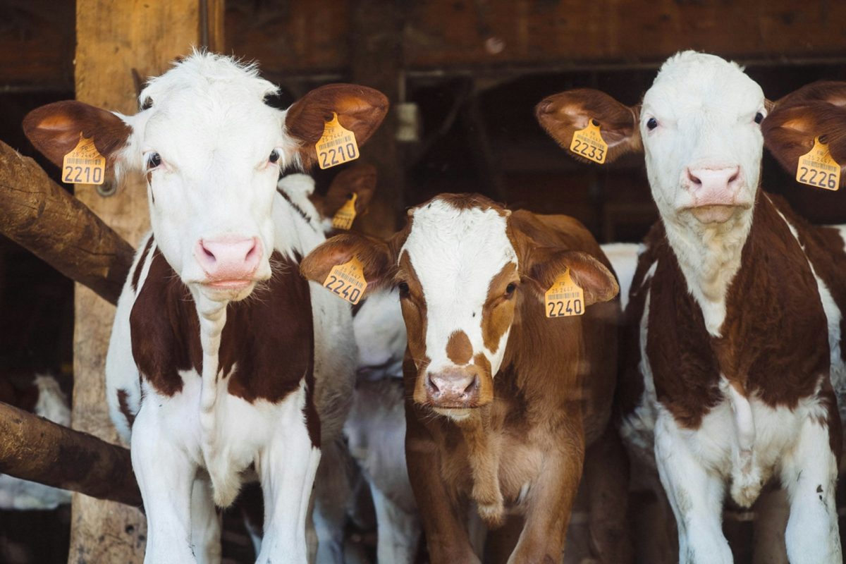 Trei sfaturi pentru îngrijirea animalelor în sezonul cald