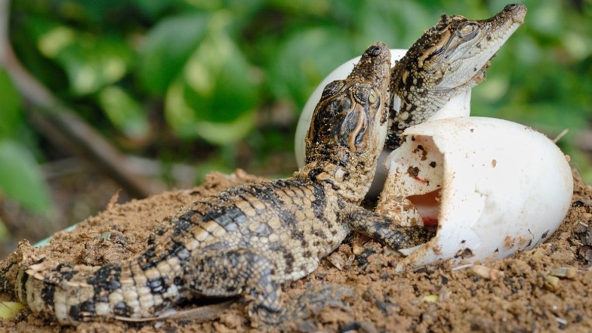 Un ieșean a crescut doi pui de crocodil, apoi i-a sacrificat pentru a găti preparate delicioase: „Gustul e între pește și pui, nu este rău” – FOTO/VIDEO