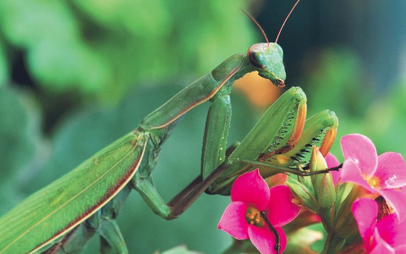 Lăcusta călugăriță. Una dintre cele mai periculoase insecte din lume