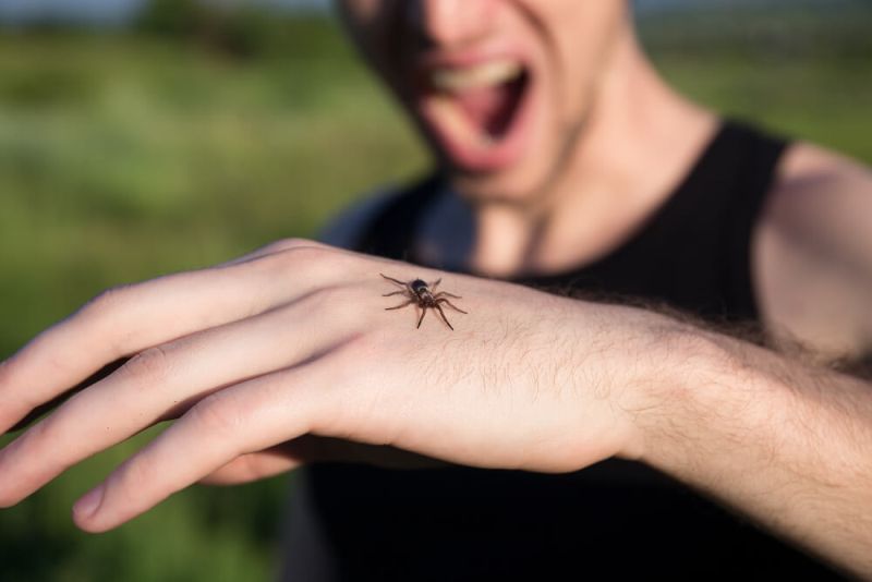 Mușcături de păianjen. Cum arată și ce simptome prezintă